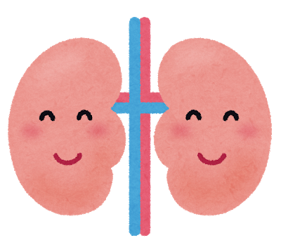 クレアチニンと腎臓の関係